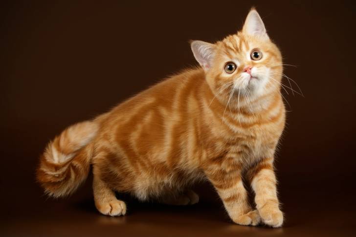 Photo Scottish Straight