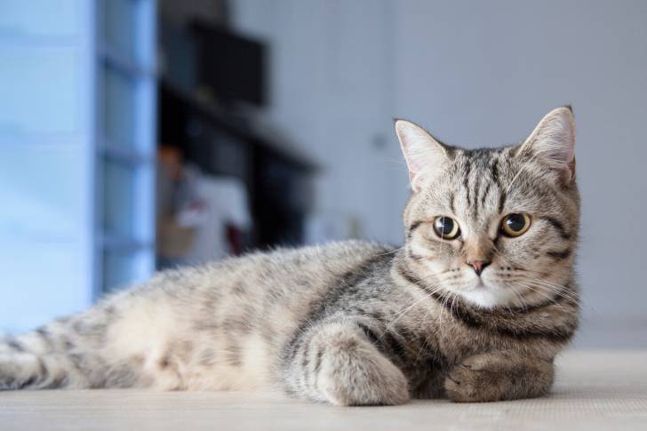 Photo Scottish Straight