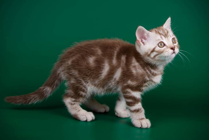 Photo Scottish Straight