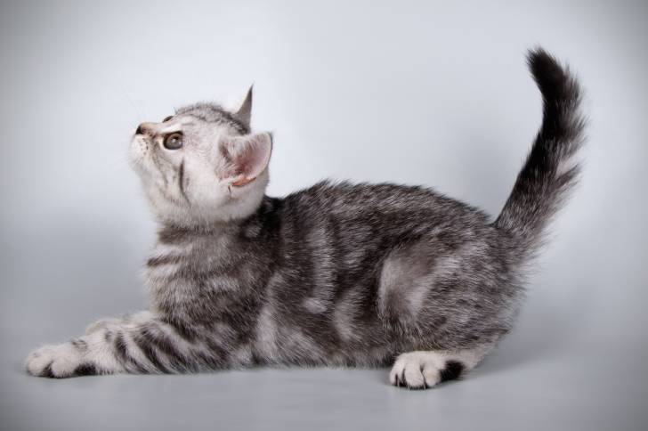 Photo Scottish Straight