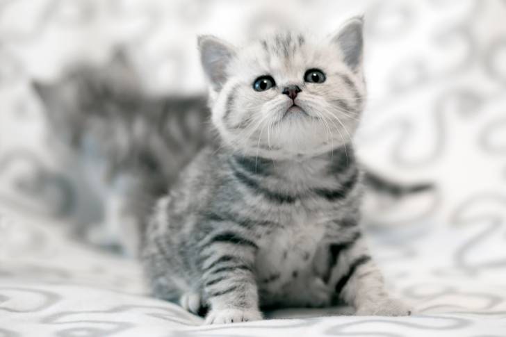 Photo Scottish Straight