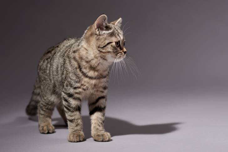 Photo Scottish Straight