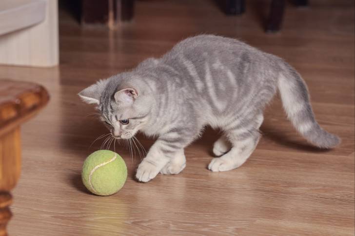 Photo Scottish Straight