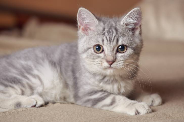 Photo Scottish Straight