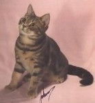 American Shorthair - American Shorthair