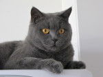 L’American Shorthair - American Shorthair
