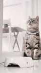 American Shorthair - American Shorthair