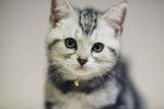 American Shorthair - American Shorthair