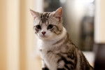 American Shorthair - American Shorthair