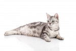 Photo American Shorthair