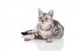 Photo American Shorthair