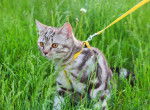 Photo American Shorthair