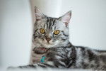 Photo American Shorthair