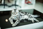 Photo American Shorthair