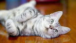 Photo American Shorthair