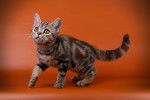 Photo American Shorthair