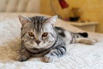 Photo American Shorthair