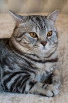 Photo American Shorthair