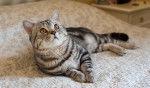 Photo American Shorthair