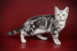 Photo American Shorthair