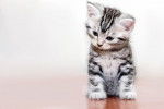 Photo American Shorthair