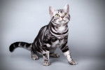 Photo American Shorthair