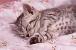 Photo American Shorthair