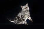 Photo American Shorthair