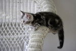 Photo American Shorthair