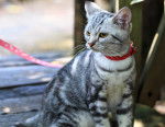 Photo American Shorthair
