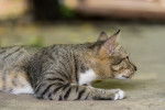 Photo American Shorthair