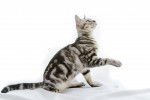 Photo American Shorthair