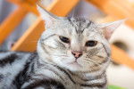 Photo American Shorthair
