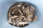 Photo American Shorthair