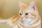 Photo American Shorthair