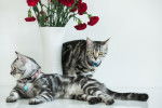 Photo American Shorthair