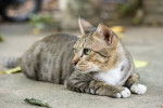 Photo American Shorthair
