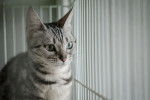 Photo American Shorthair