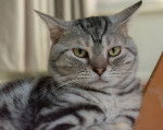 Photo American Shorthair