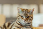 Photo American Shorthair