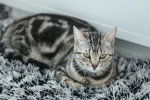 Un American Shorthair classic tabby silver assis sur un tapis