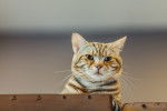 Photo American Shorthair