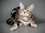 Photo American Shorthair