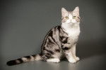Photo American Shorthair