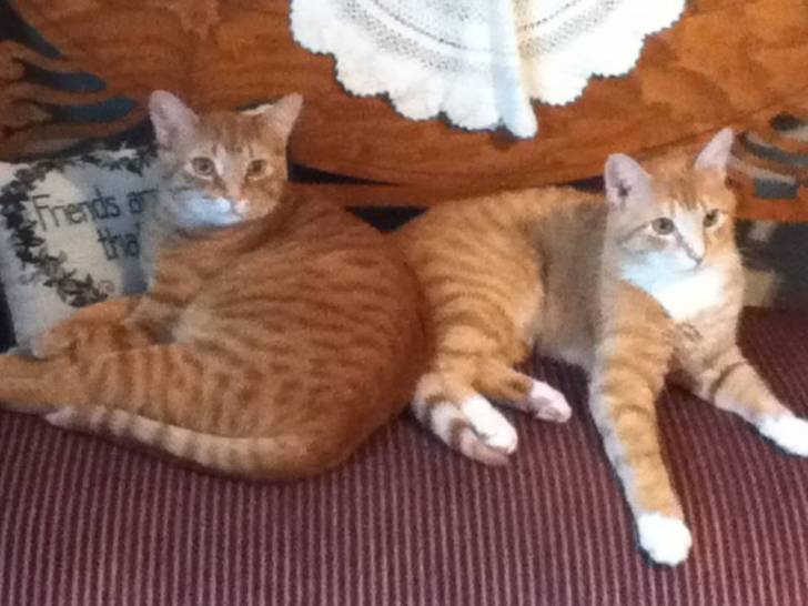 Copper and Ember - American Shorthair Mâle (3 ans)