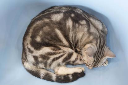 Un American Shorthair avec un pelage classic tabby
