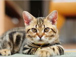 American shorthair - American Shorthair