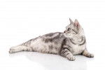 Photo American Shorthair