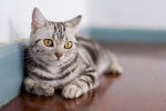 Photo American Shorthair
