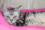 Photo American Shorthair